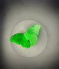 Fridge Magnet - Translucent Green Morpho Butterfly