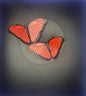 Fridge Magnet - Salmon Pink Morpho Butterfly